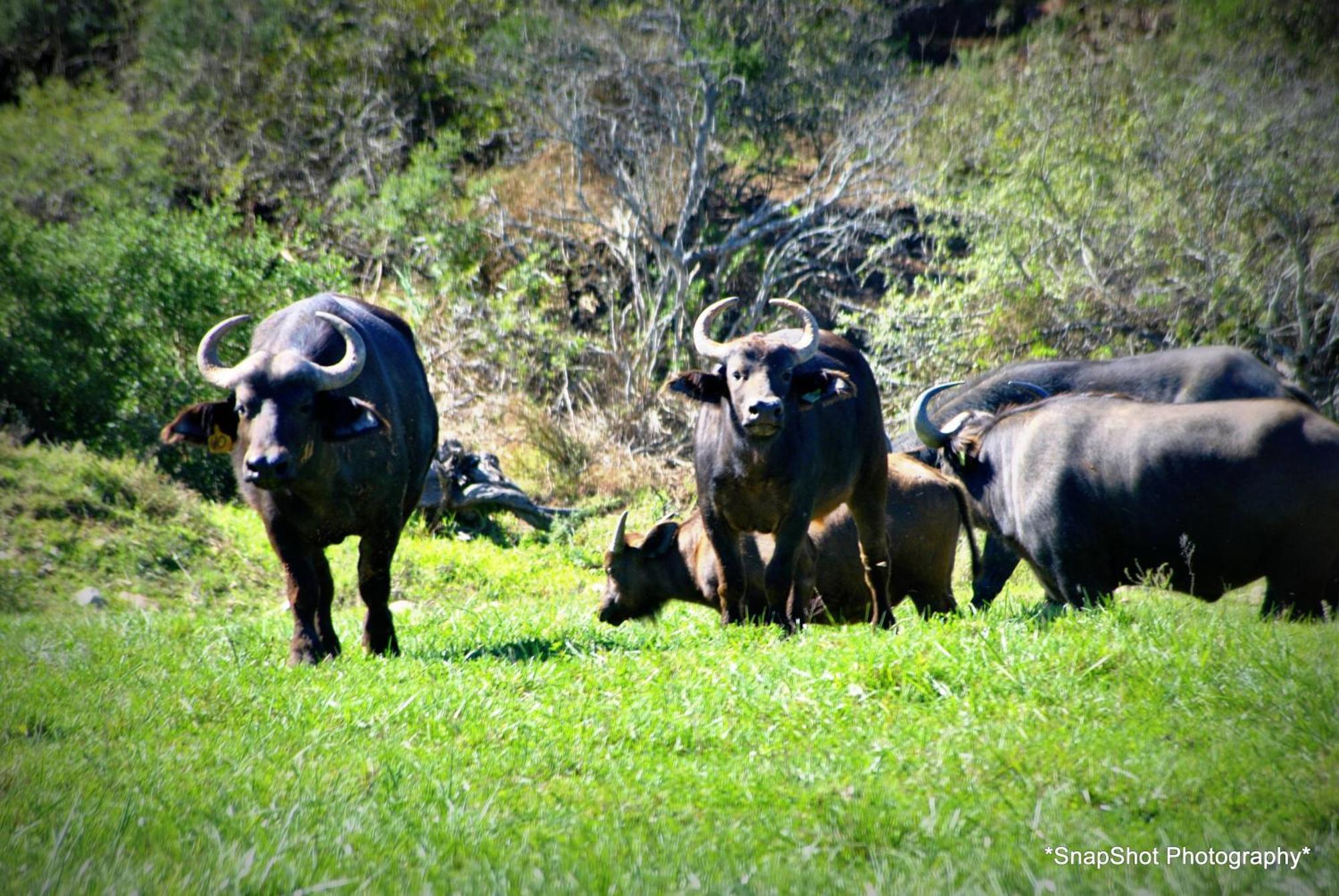 Kududu Guest House Addo Eksteriør bilde